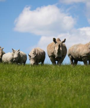 Southern white rhino herd