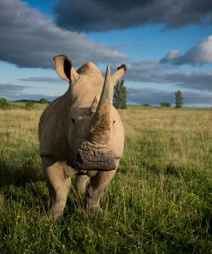 Southern white rhino