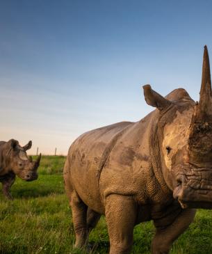 Southern white rhino with mud on its horn