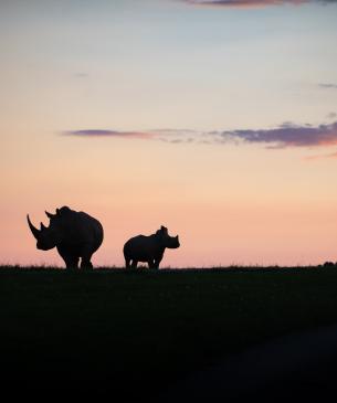 Southern white rhino at sunset