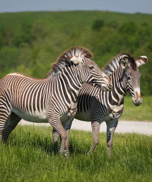 Grevy's zebra