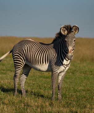 Grevy's zebra