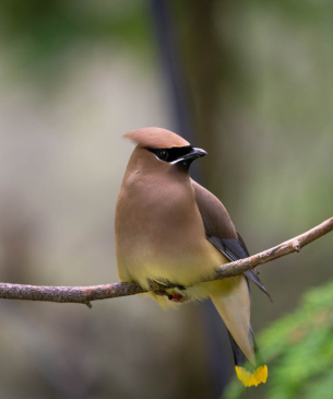 bird on branch