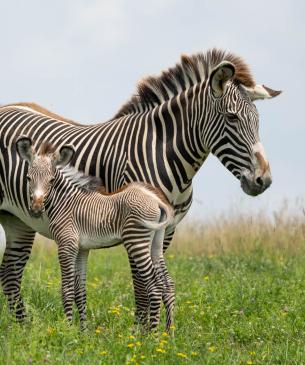 Mother and baby zebra in pasture