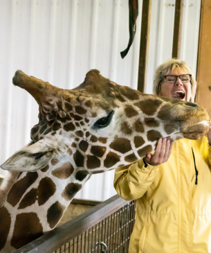 woman feeding giraffe