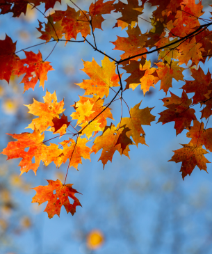 leaves
