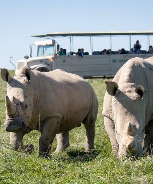rhinos with bus in background