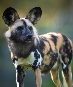 painted dog