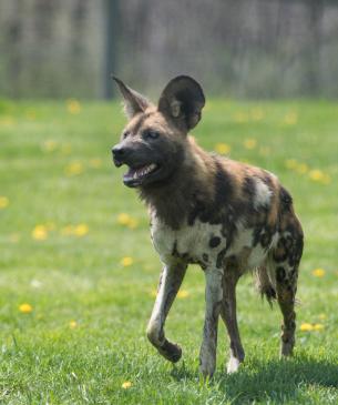 painted dog