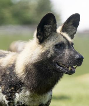 painted dog
