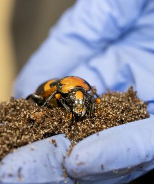 beetle in gloved hand