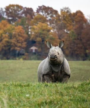 rhino in grass