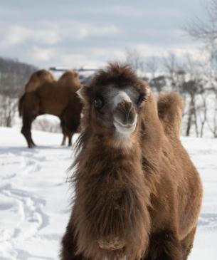 camels in snow
