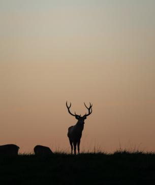 bactrian deer in sunset