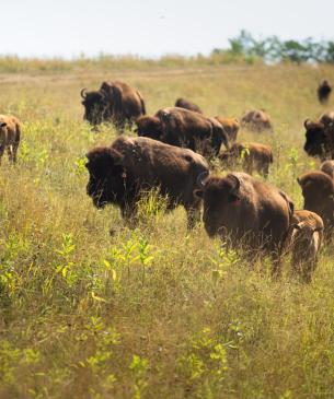 bison