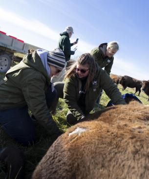 bison procedure in pasture