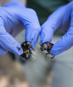 beetle in gloved hand