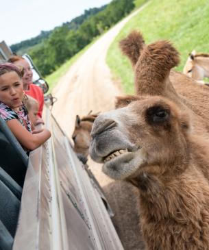 camel next to tour bus