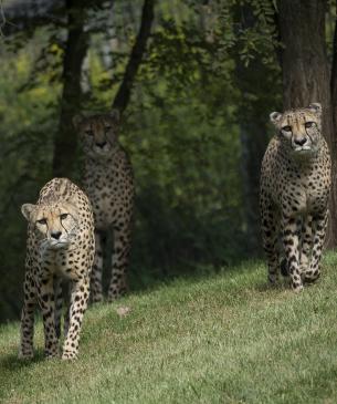 cheetahs