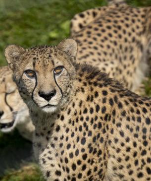 cheetahs