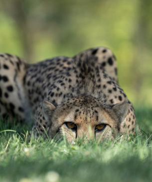 cheetah