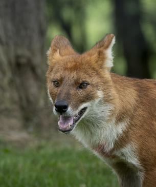 dhole