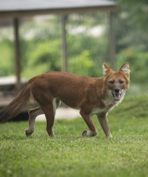 dhole