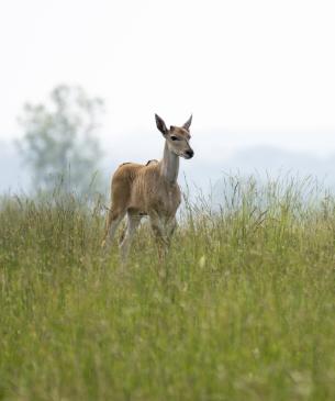 deer in pasture