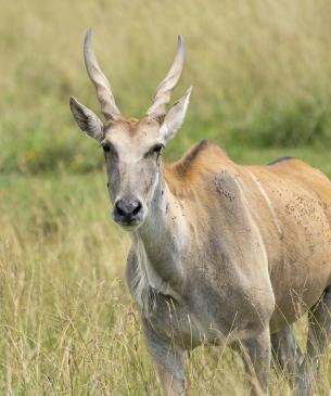 eland