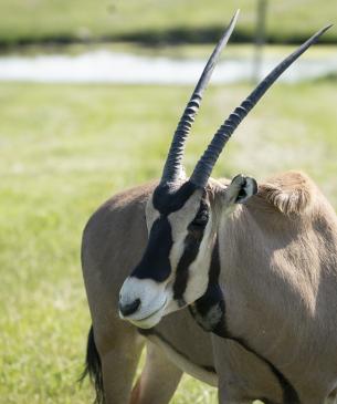 fringe eared oryx