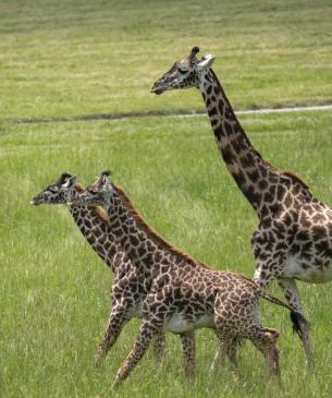 giraffes running