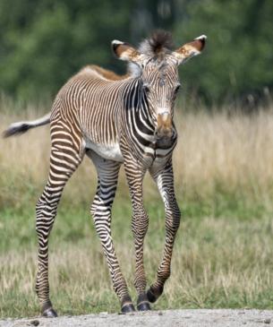 zebra foal
