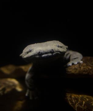 hellbender in water