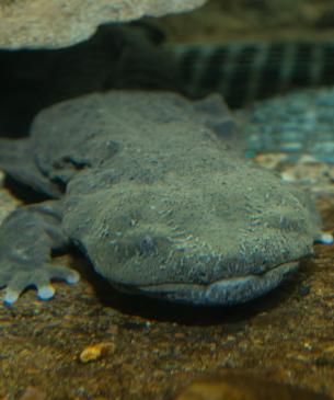 hellbender