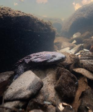 hellbender