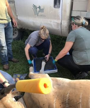 vet procedure at The Wilds