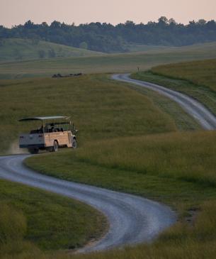 safari in pasture