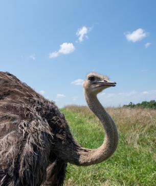 ostrich in field