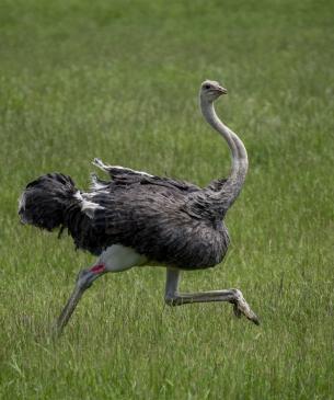 ostrich