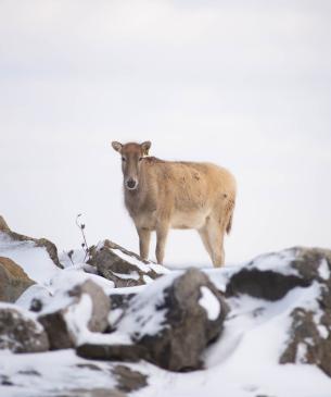 Pere David's deer on rocks