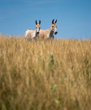 persian onagers
