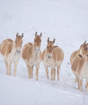 Persian Onagers running in snow