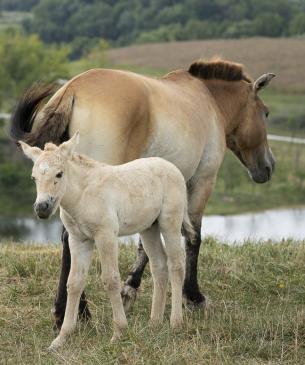 Przewalkski's wild horse