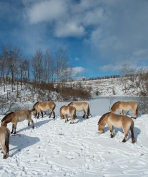 Przewalski's horses in snow