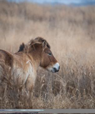 Przewalkski's Horse at The Wilds
