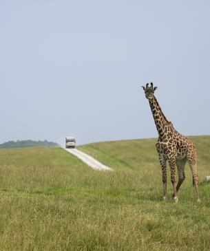 giraffes in pasture