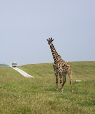 giraffe