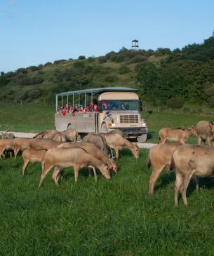 animals grazing in front of bus