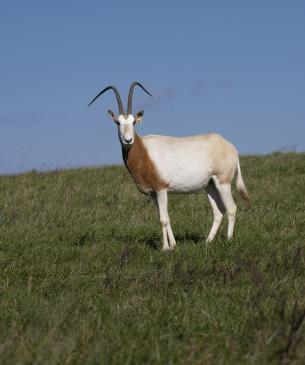 scimitar horned oryx in pasture