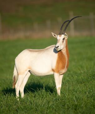 oryx in pasture